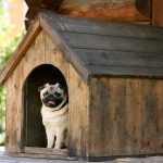 Dog House