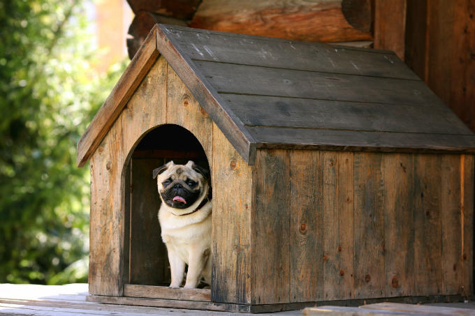 Dog House