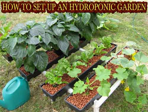 photo credit to www.diy-hydroponics.com