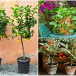 Grow At Home In Containers