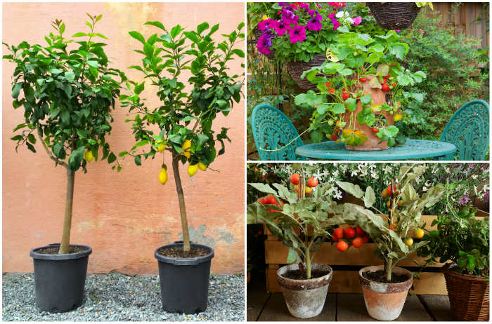 Grow At Home In Containers