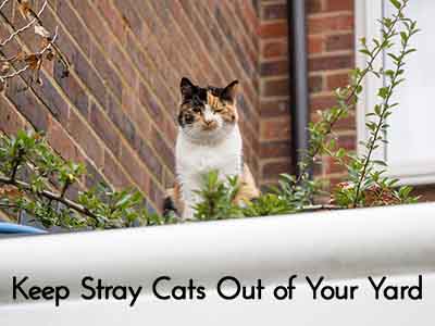 Keep Stray Cats Out of Your Yard