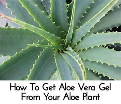 How To Get Aloe Vera Gel From Your Aloe Plant