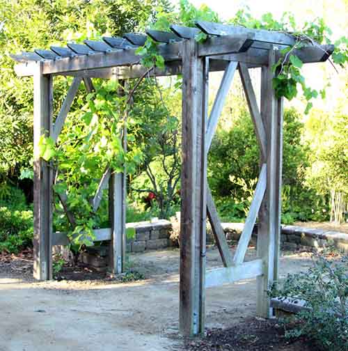 DIY Grape Arbor: Free Building Plan