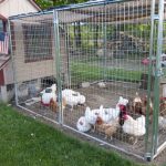 Chicken Coop Plans