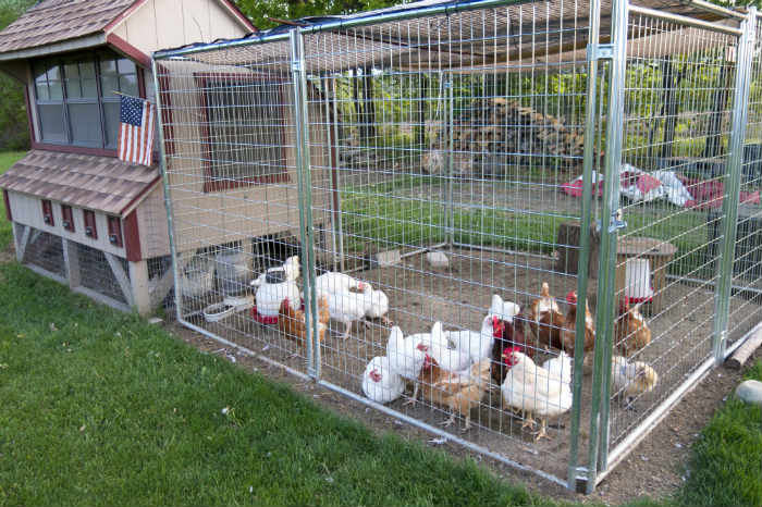 Chicken Coop Plans