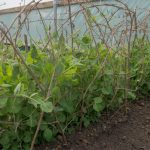 15 DIY Plant Supports And Cages You Need In Your Summer Garden
