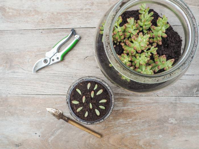 Propagating Succulents